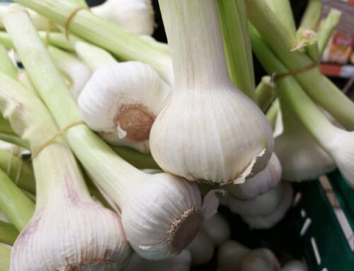 Inulin-Rich Vegetables Protect Your Liver