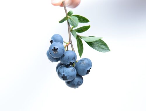 Blueberries are Good for the Brain