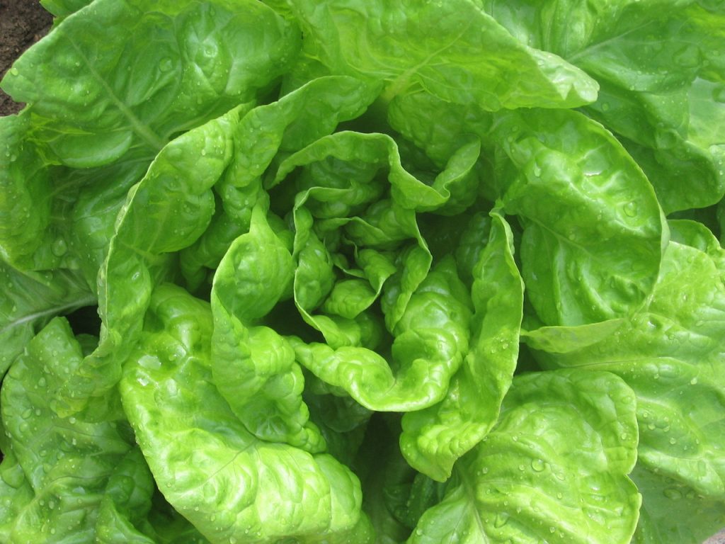 Green leafy vegetables are extremely healthy