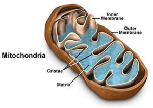 Mitochondria are the powerhouses of the cell